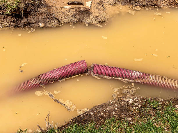 Best Professional water damage repair  in Mesilla, NM